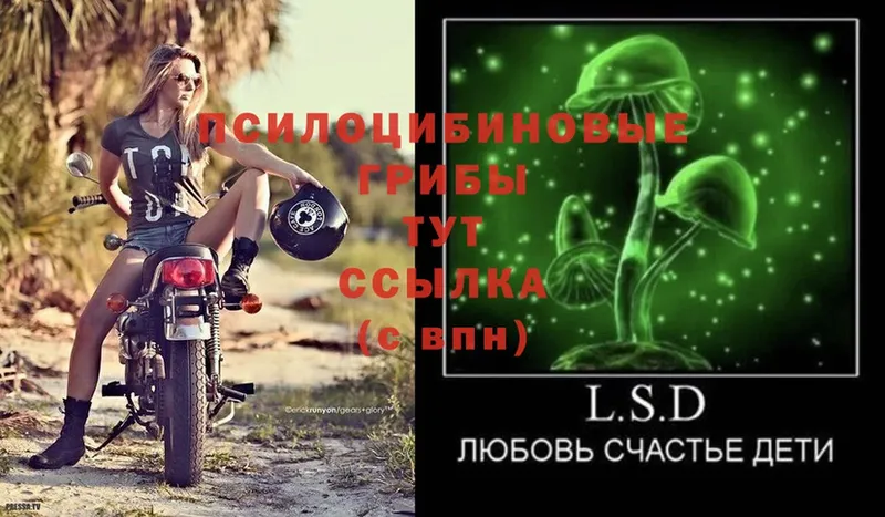 omg вход  Махачкала  Галлюциногенные грибы Psilocybine cubensis 